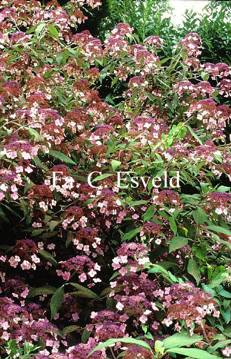 Hydrangea villosa 'Velvet Lace'