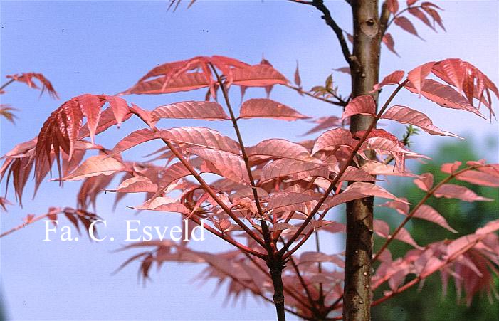 Toona sinensis 'Flamingo'