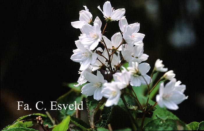 Deutzia rosea 'Campanulata'