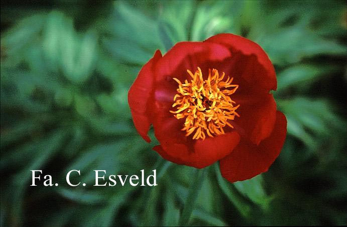 Paeonia anomala