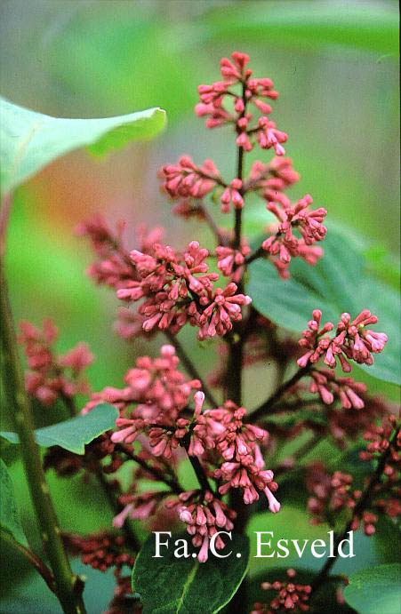 Syringa 'Esterka'