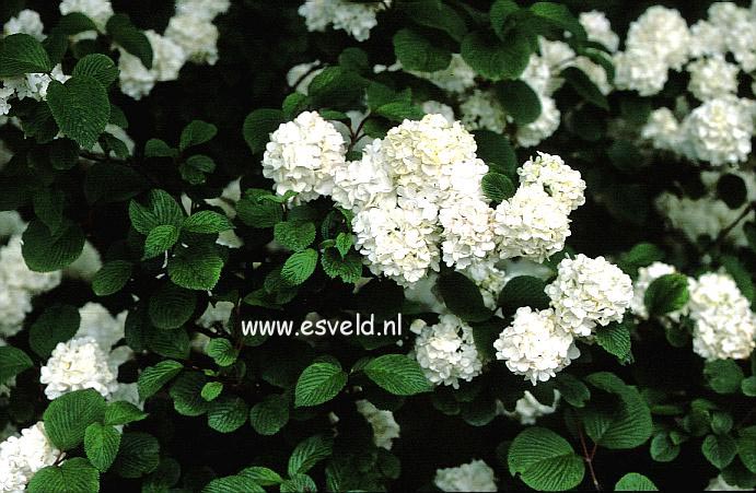 Viburnum plicatum 'Grandiflorum'