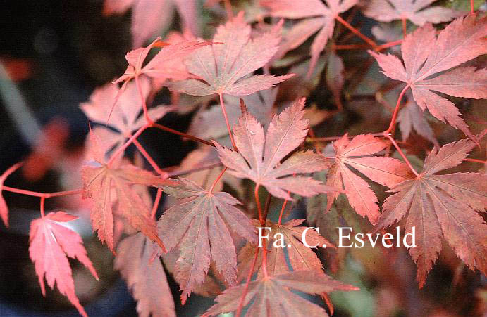 Acer palmatum 'Chokei ji'