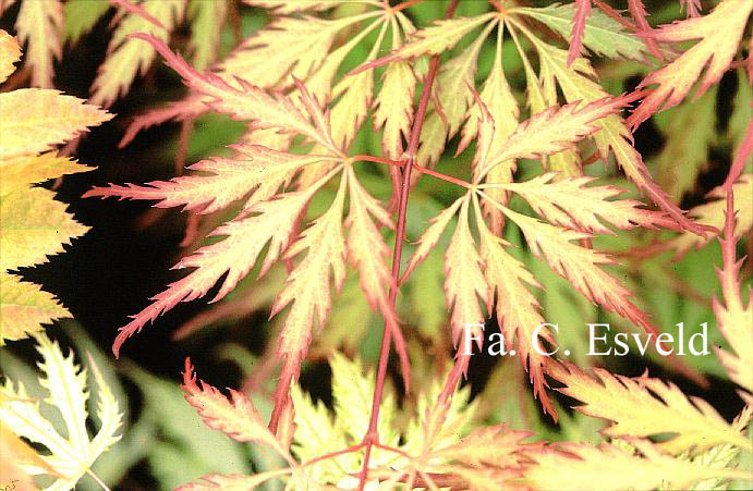 Acer palmatum 'Spring Delight'