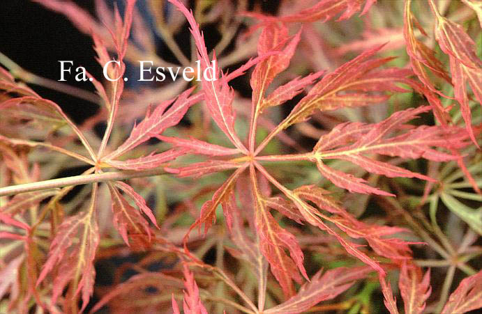 Acer palmatum 'Otto's Dissectum'