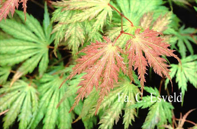 Acer palmatum 'Tiger Rose'