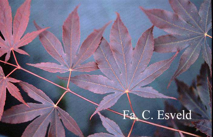 Acer palmatum 'Purple Glory'