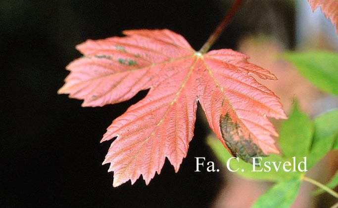 Acer pseudoplatanus 'Simon Louis Freres'