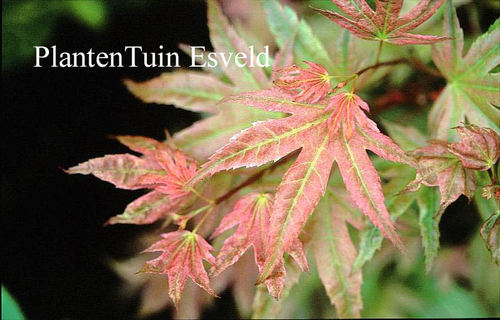 Acer palmatum 'Kawahara Rose'