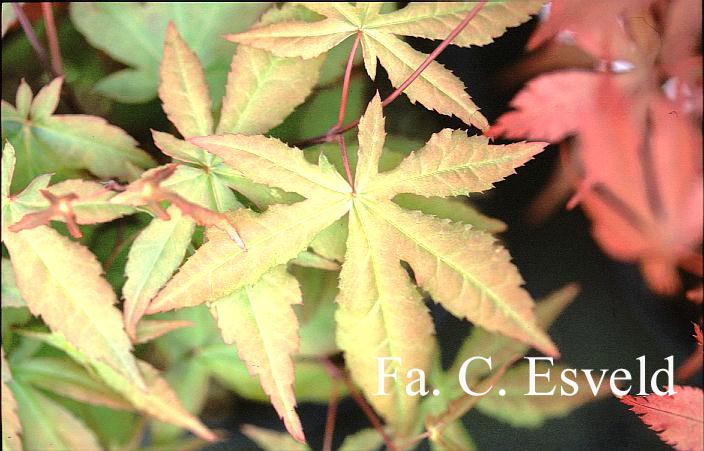 Acer palmatum 'Soni'