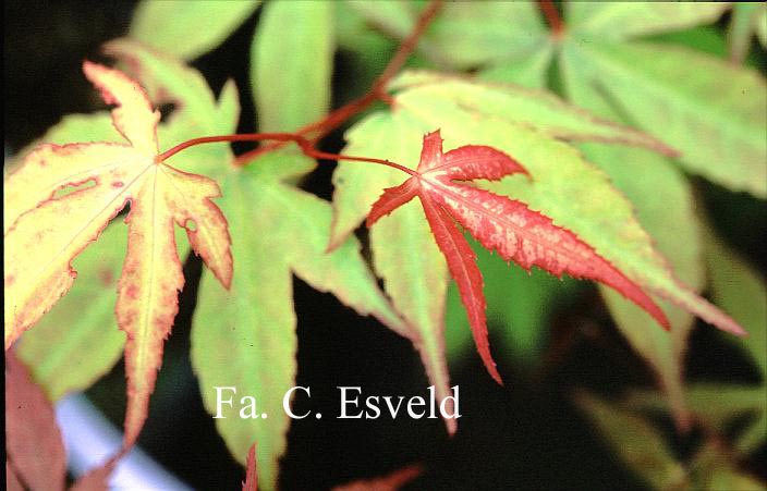 Acer palmatum 'Taima'