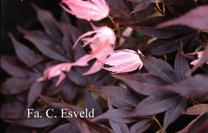 Acer palmatum 'Taimin nishiki'