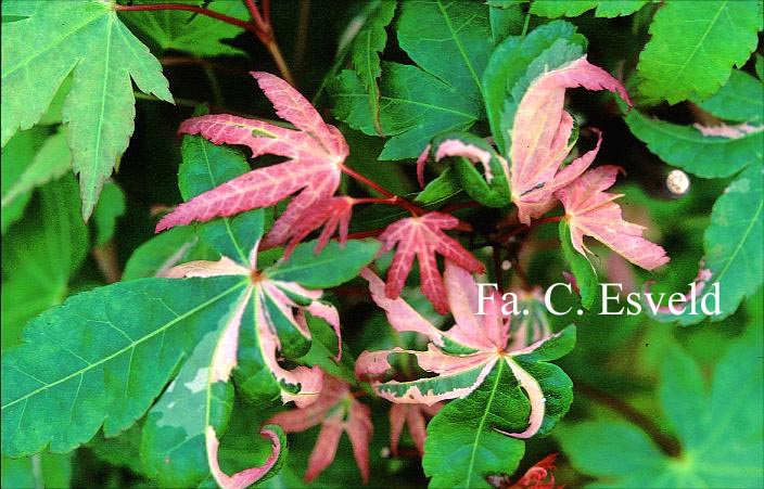 Acer palmatum 'Asahi zuru'