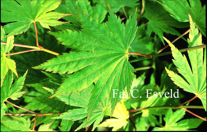 Acer japonicum 'Kalmthout'