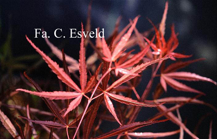 Acer palmatum 'Red Cloud'