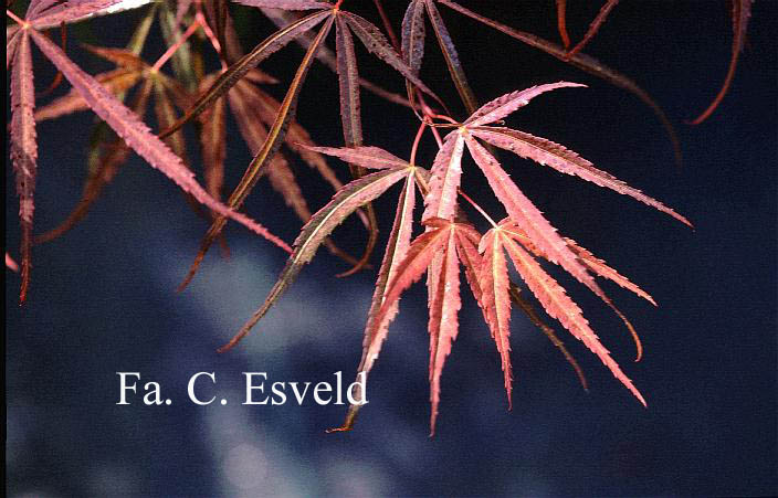 Acer palmatum 'Red Cloud'