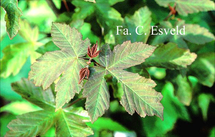 Acer griseum x pseudoplatanus