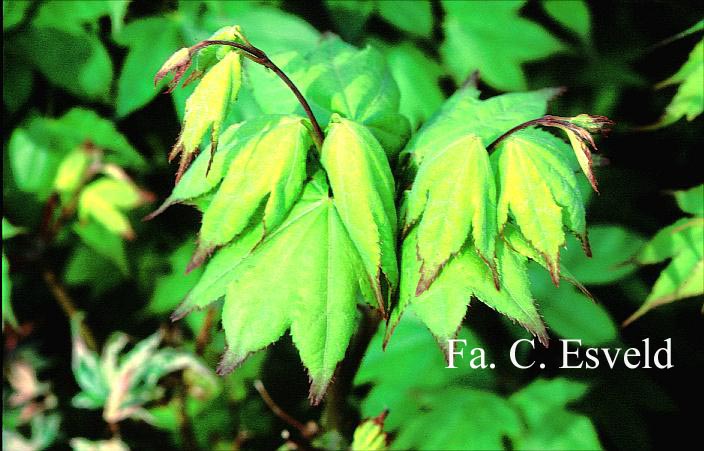 Acer palmatum 'Satsuki beni'