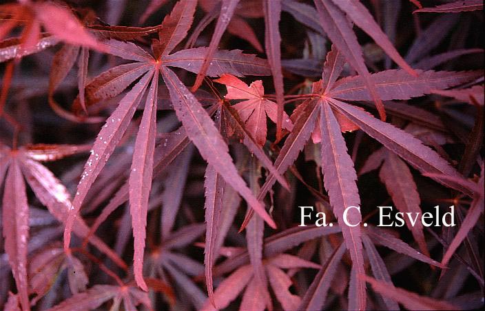 Acer palmatum 'Beni ohtake'