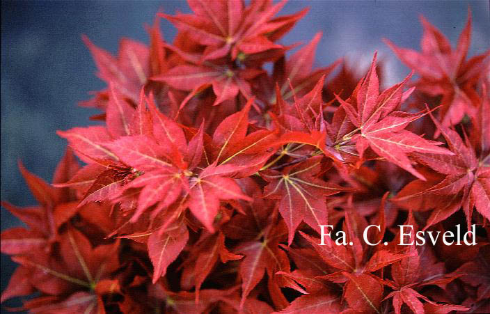 Acer palmatum 'Beni hoshi'