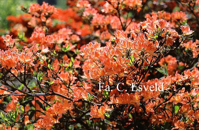 Azalea 'Dr. M. Oosthoek'