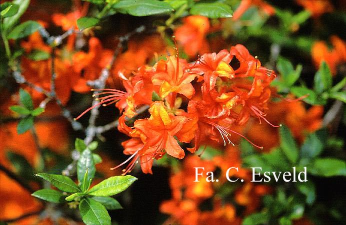 Azalea 'Coccinea Speciosa'