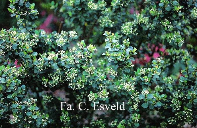 Viburnum harryanum