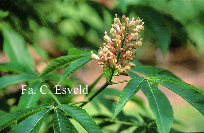 Aesculus sylvatica 'Georgiana'