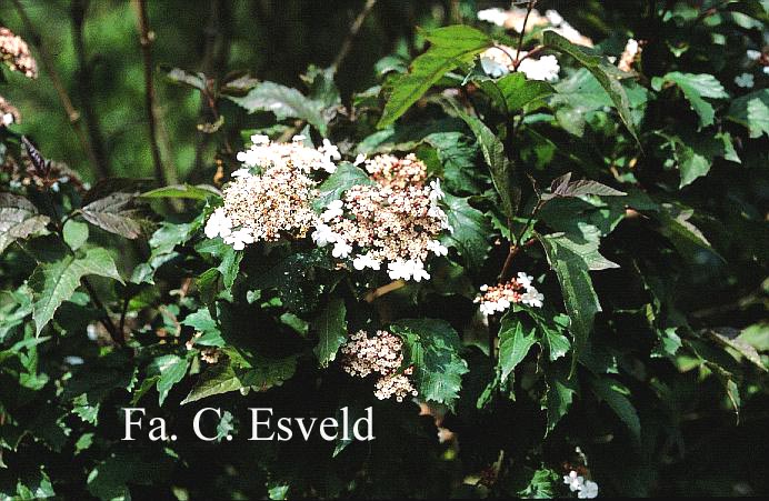 Viburnum sargentii 'Onondaga'