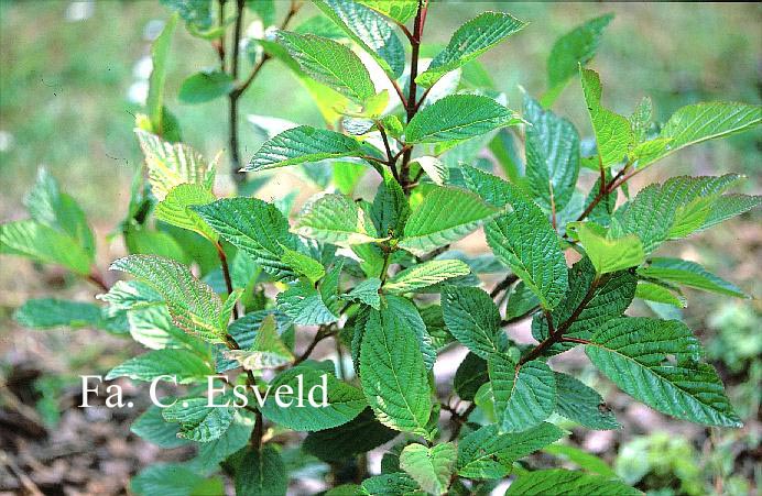 Viburnum foetens