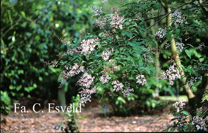 Syringa yunnanensis