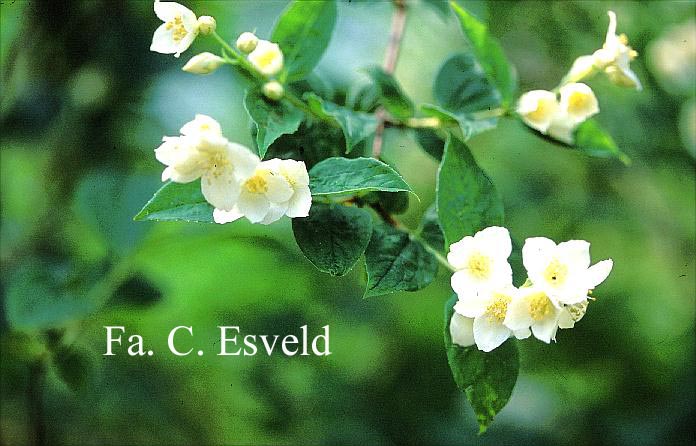 Philadelphus coronarius