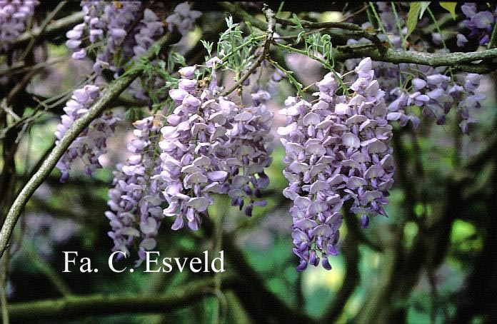 Wisteria sinensis