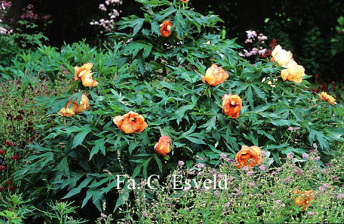 Paeonia suffruticosa 'Kinkaku'