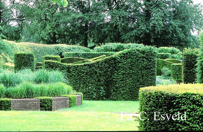 Taxus baccata