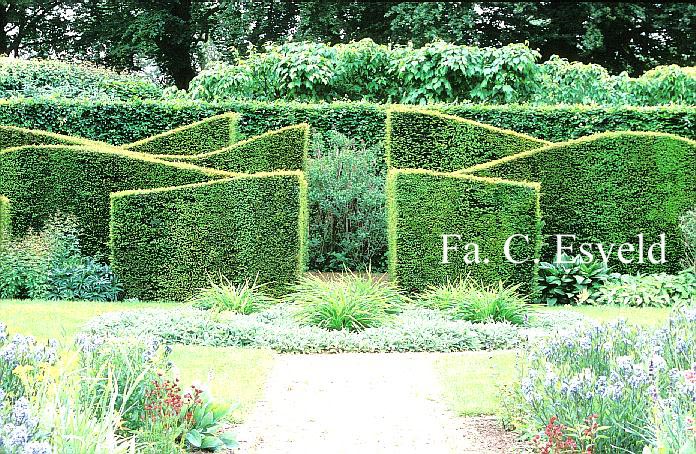 Taxus baccata