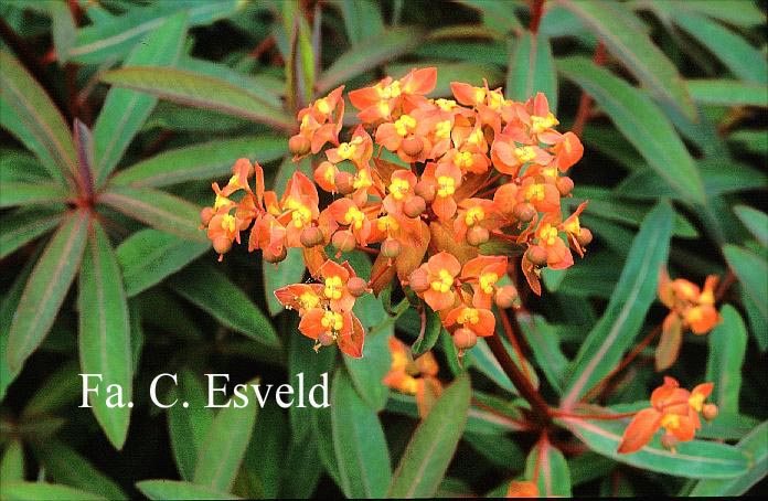 Euphorbia griffithii 'Dixter'