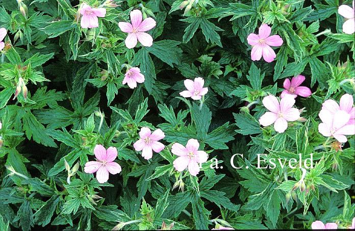 Geranium oxonianum 'Rose Clair'