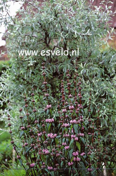 Phlomis tuberosa 'Amazone'