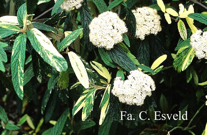 Viburnum rhytidophyllum 'Variegatum'