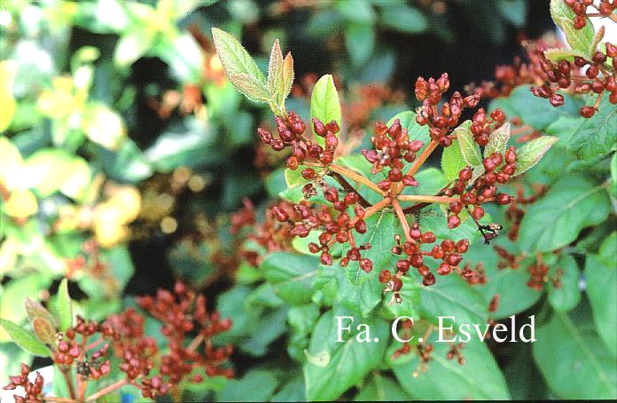 Viburnum tinus 'Gwenlian'