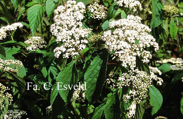 Viburnum 'Huron'