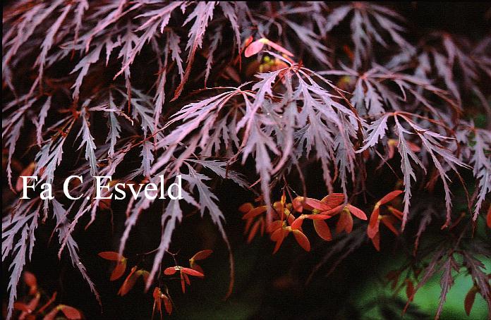 Acer palmatum 'Garnet'