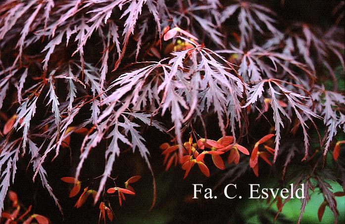 Acer palmatum 'Garnet'