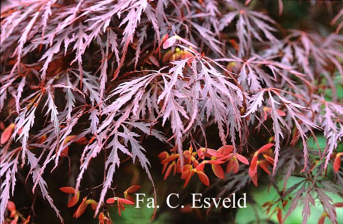 Acer palmatum 'Garnet'