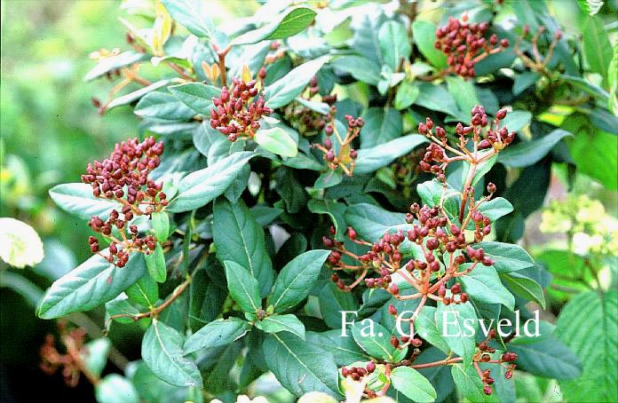 Viburnum tinus 'Gwenlian'