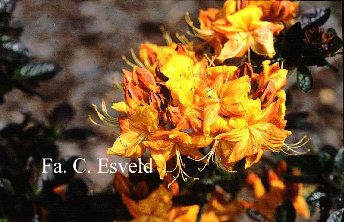 Azalea 'Klondyke'