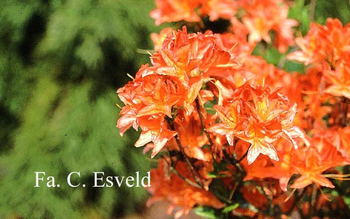 Azalea 'Saturnus'
