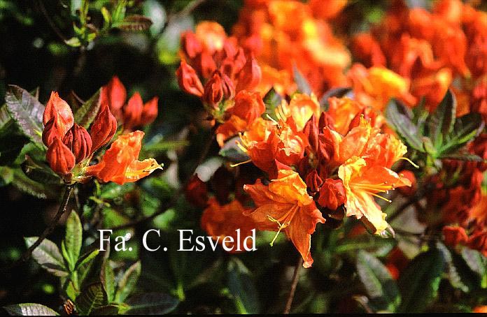 Azalea 'Glowing Embers'