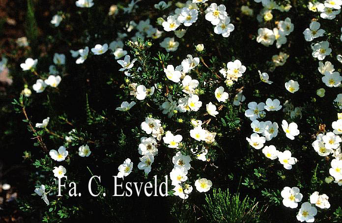 Potentilla fruticosa 'McKay's White'